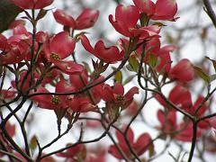 flowers09a (29)